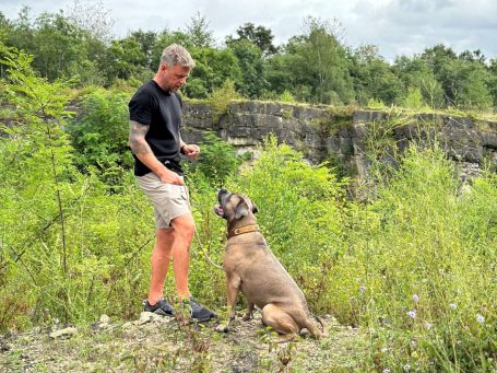 Cane Corso Adventure