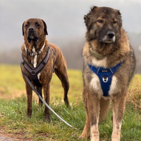 Boy Dog Walk Dogwalk