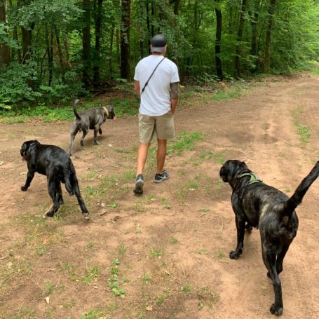 Dogwalker Landstuhl