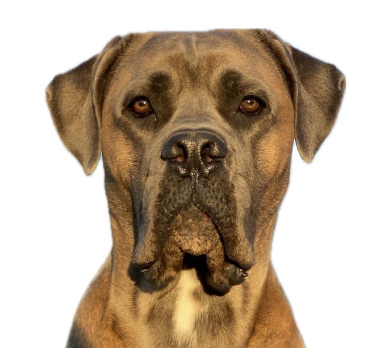 Mastiff Breed