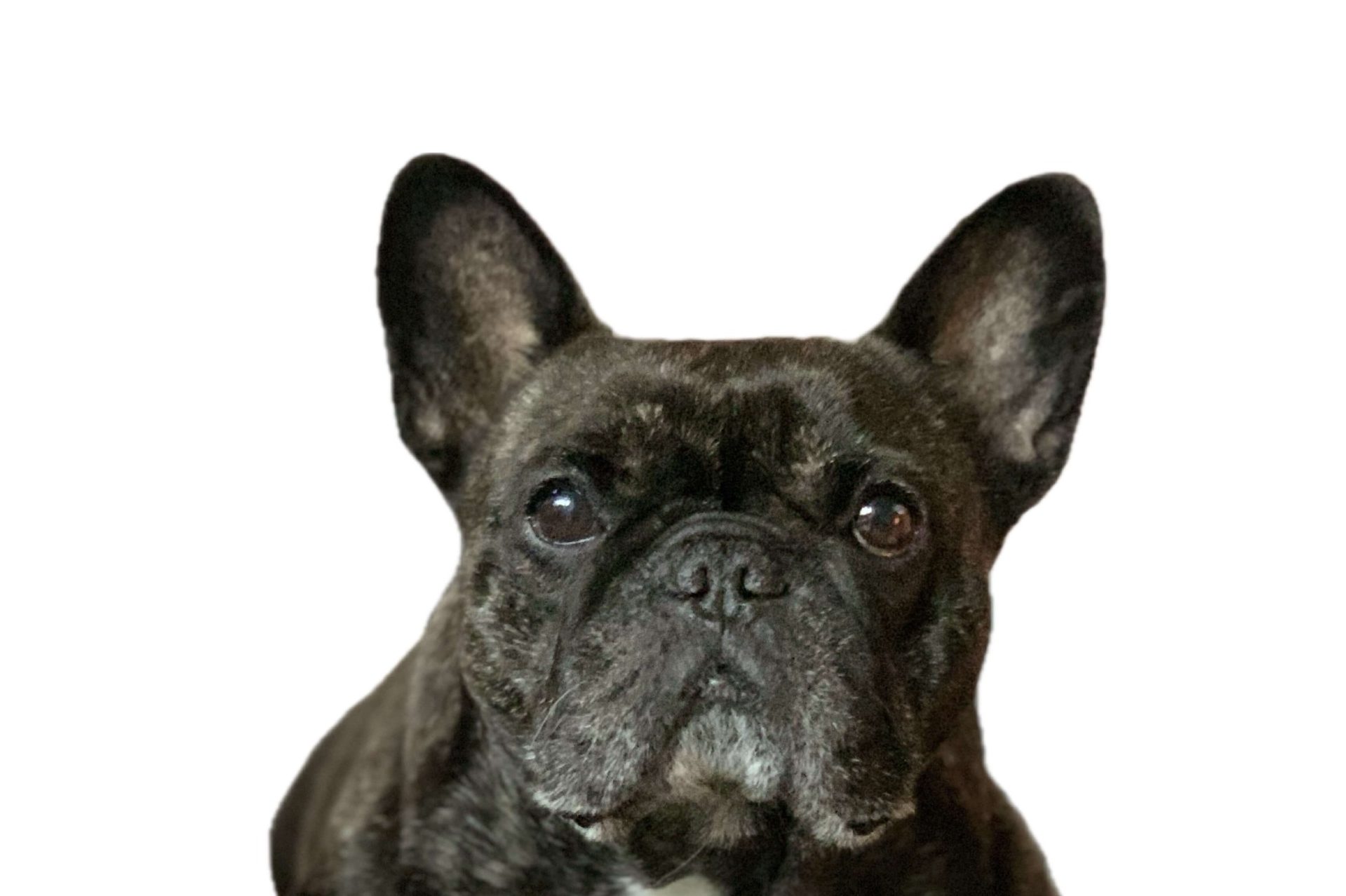 Dogwalking Service Landstuhl Ramstein Kaiserslautern-West Small Dog Dogwalker