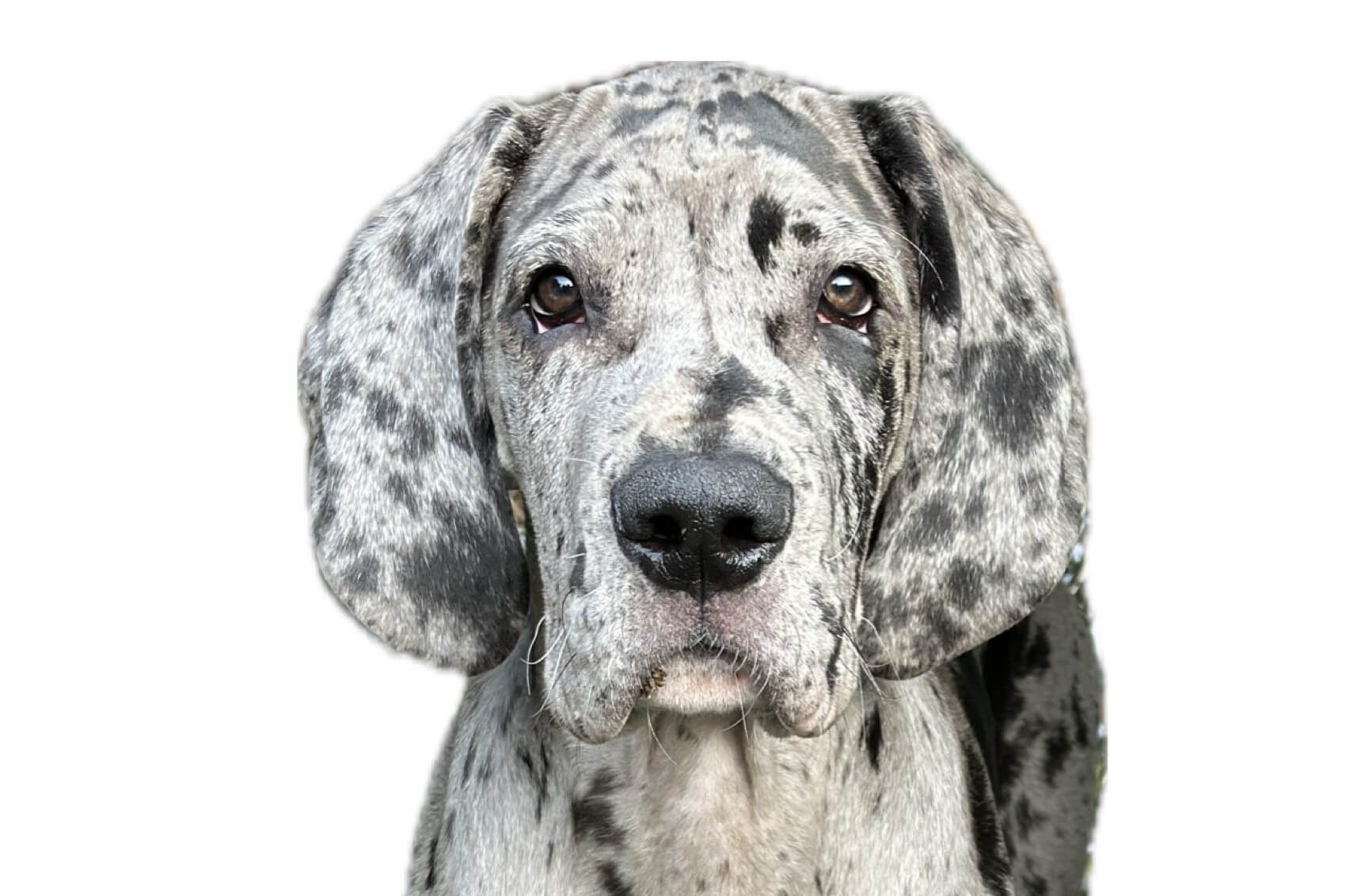 Dogwalking Service Landstuhl Ramstein Kaiserslautern West English Speaking Dogwalker