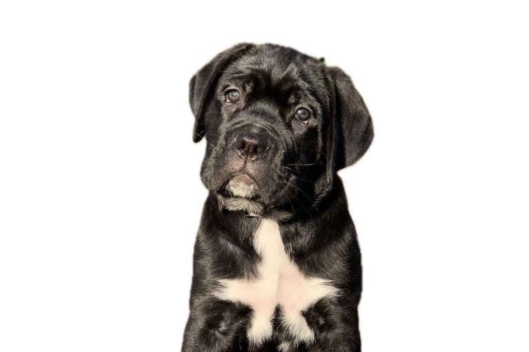 Cane Corso Puppy