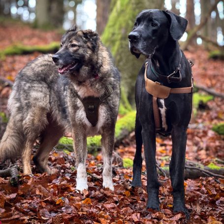 Dogwalker in forest Dogs adenture large breed